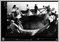 不知火海